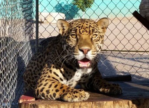 Mini Zoo de Jiménez 